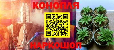 сатива Кинель